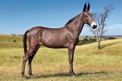 cruzamento de cavalo com jumenta nasce burro ou mulas.